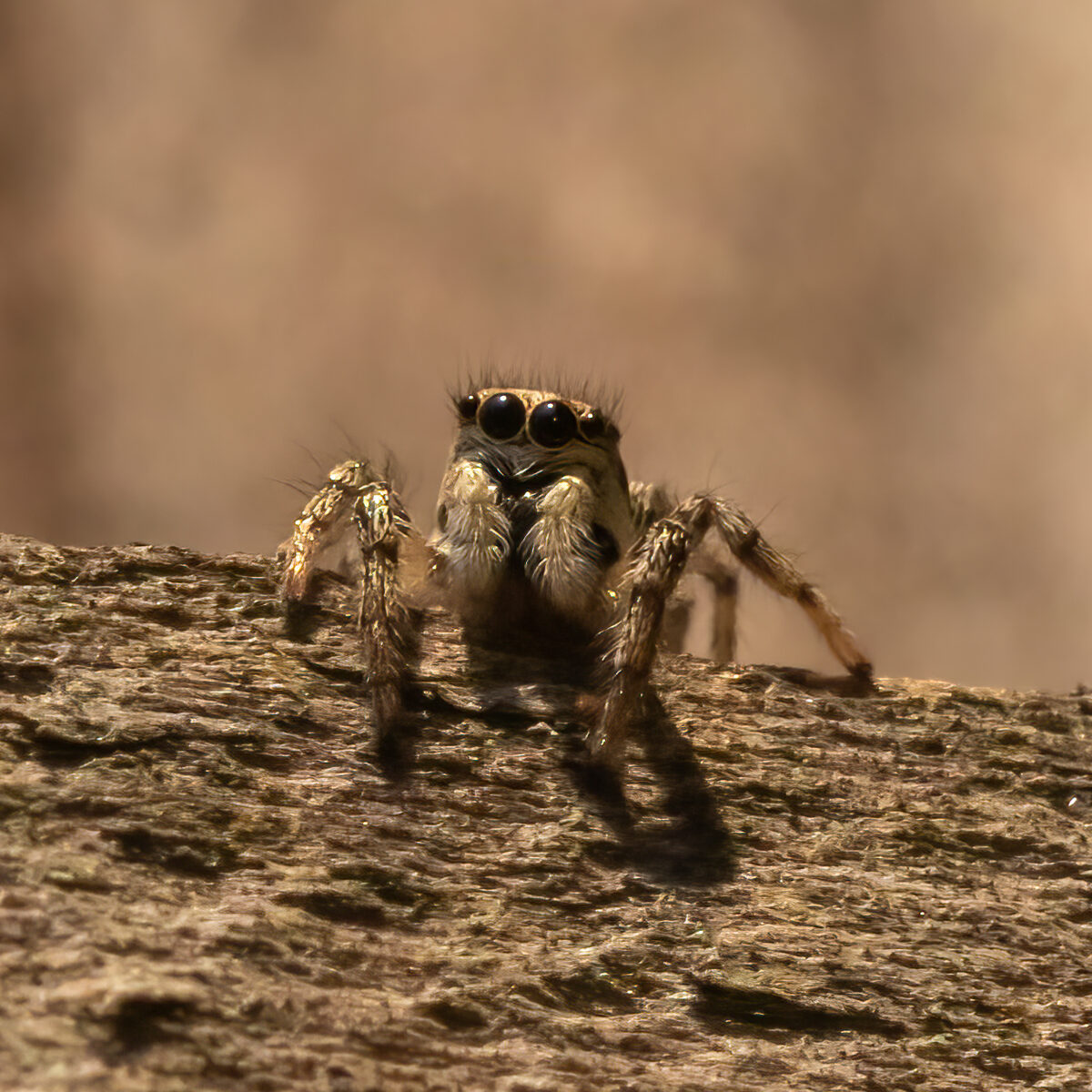 3.A spider hunting