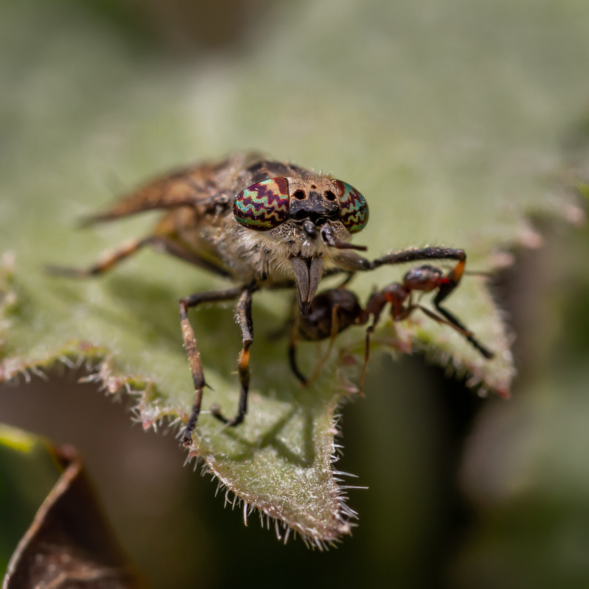 3.Ant attacks female horsefly