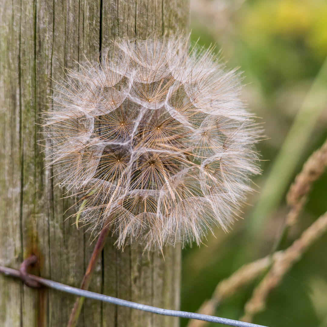 3.Goatsbeard, Salsify Seed Head