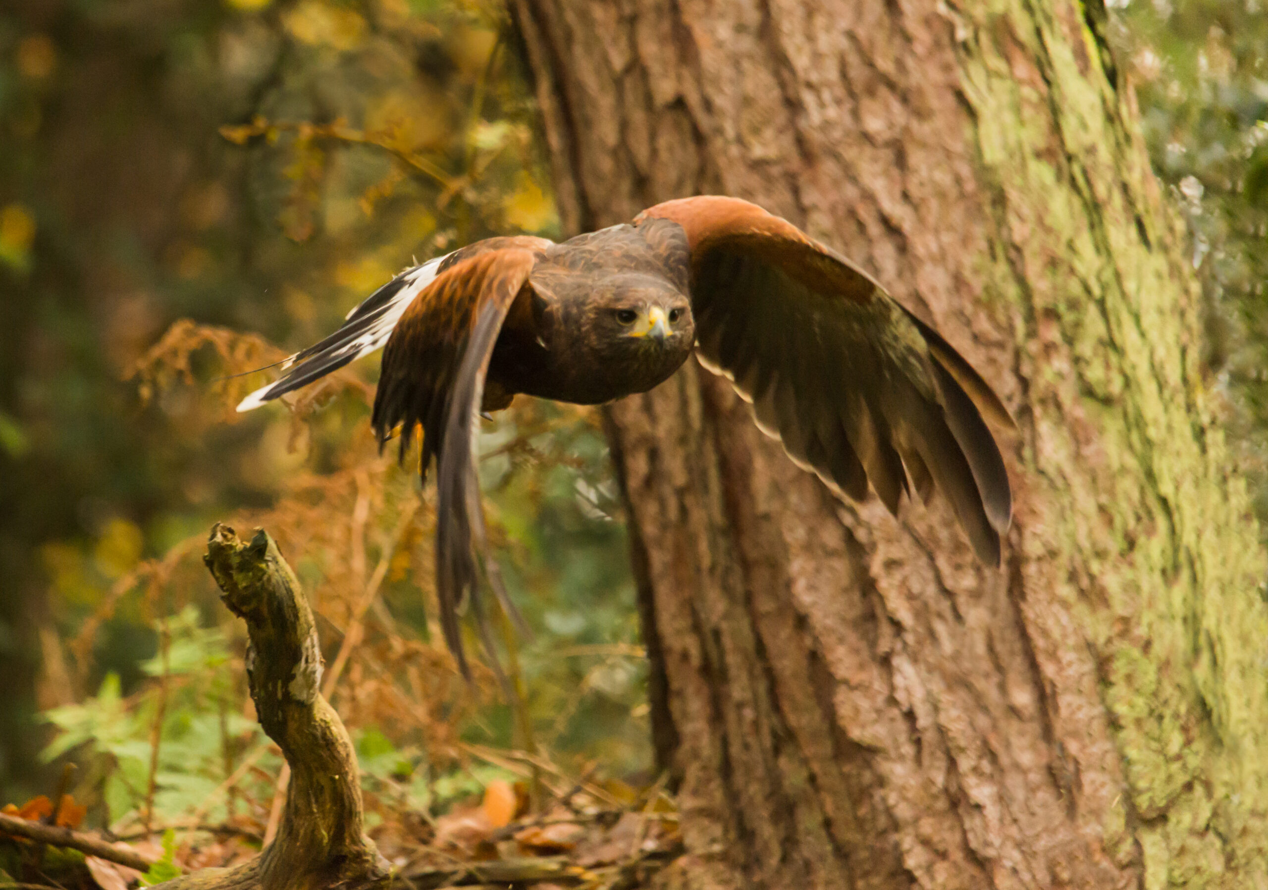 3.Harris Hawk Hunting