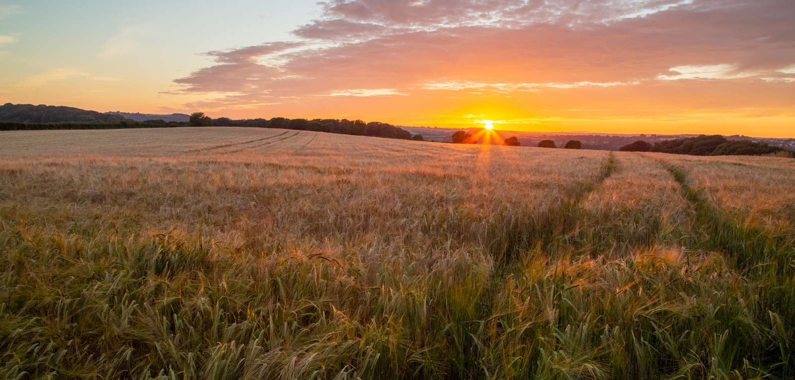 5.Fields of gold